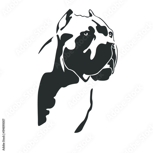 Portrait of dog cane Corso Italiano. The head of the Molossian.. Black on a white background. Vector illustration. photo