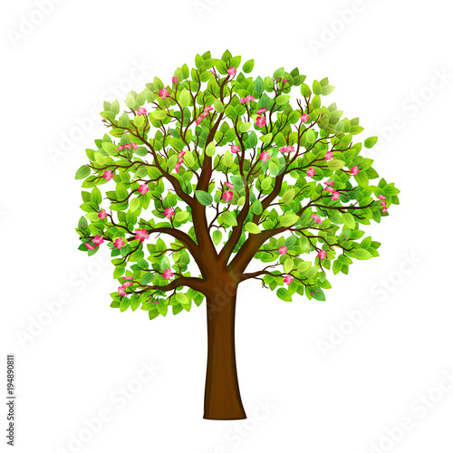 Spring blooming tree on white background vector