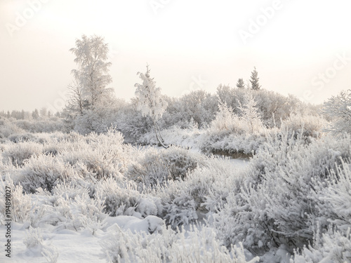 Christmas fairy tale snow scenary. Winter cloudy landscape with snow on the ground and frost on branches of the bushes.