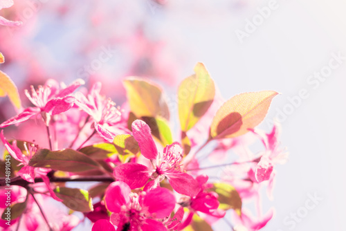 Spring nature background with cherry blossom