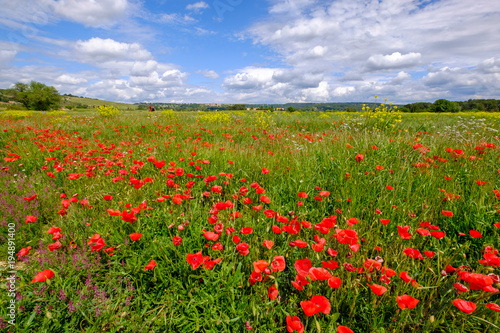 Champ de coquelicots au printemps, ciel bleu avec de beaux nuages, en Provence.