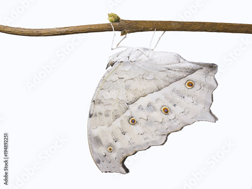 The forest, or common, mother-of-pearl butterfly, Salamis parhassus. The light grey butterfly with wings closed isolated on white background photo