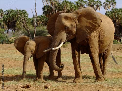 Elephants in Kenya
