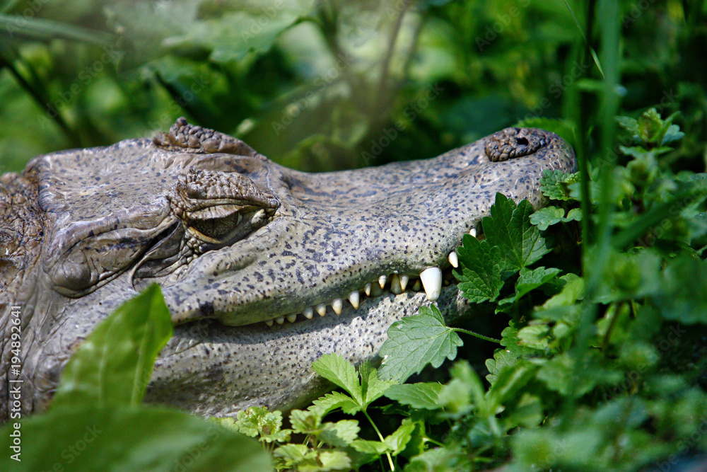 Fototapeta premium Wild crocodile head with claw in green foliage
