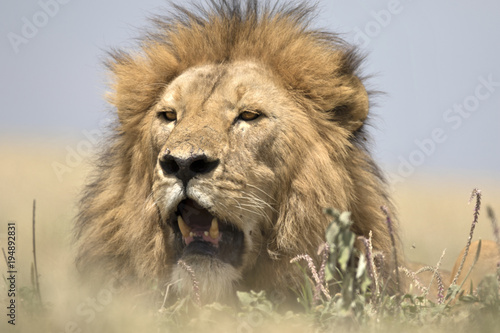 Fototapeta Naklejka Na Ścianę i Meble -  Portrait of wild free roaming african lion