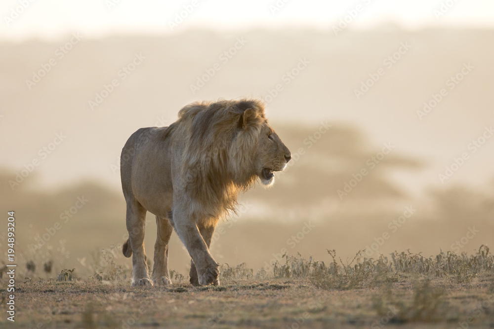 Fototapeta premium Portrait of free ranging wild african lion