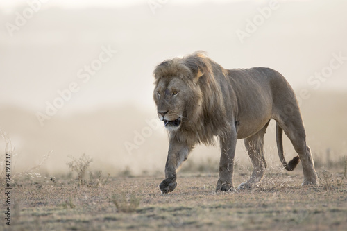Fototapeta Naklejka Na Ścianę i Meble -  Portrait of free ranging wild african lion