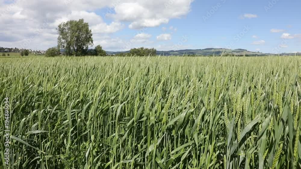 Green wheat is moving on a windy day in Switzerland Green wheat is moving on a windy day in Switzerland