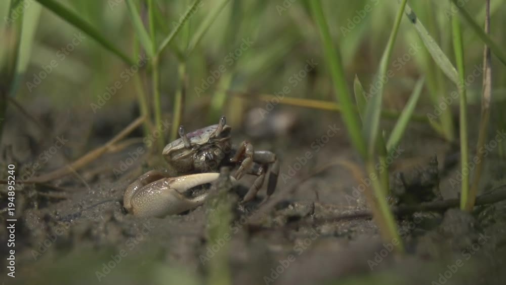A fiddler crab on the salt marsh A fiddler crab on the salt marsh