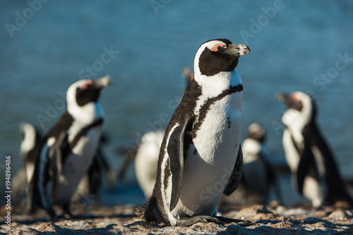 Group of sleepy Penguins in Simon's Town, South Africa