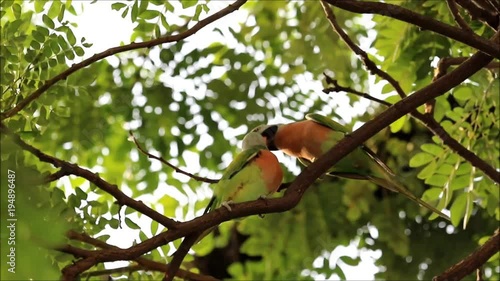 Rosenbrustbartsittich füttern sich, Lovebirds