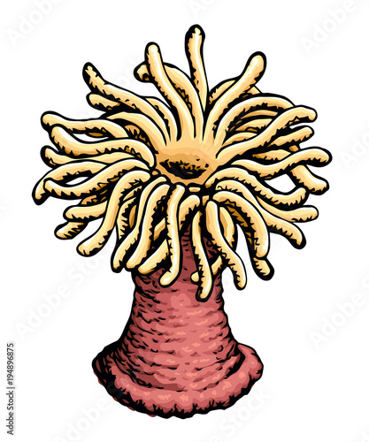 Sea anemone. Vector sketch