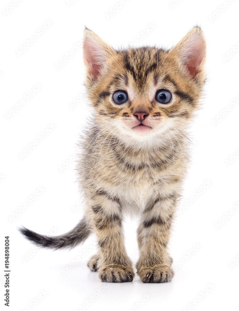 Kitten on white background. Kitten on white background.