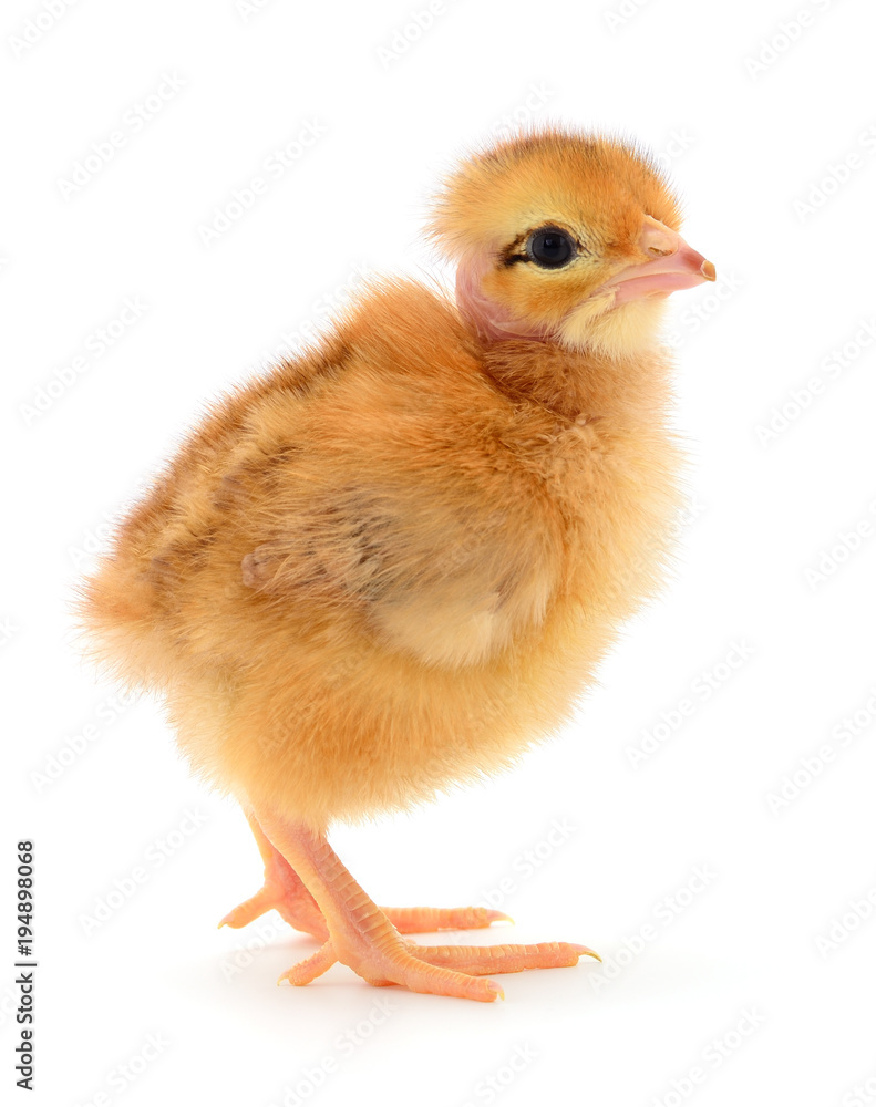 Obraz premium Small yellow chicken