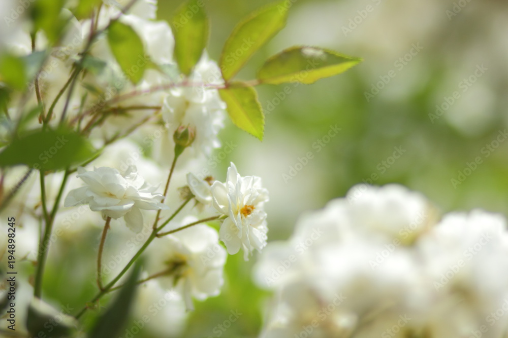 White flowers on March 8, spring flowers in the botanical garden, blank for a postcard on a holiday, a bouquet of flowers for a beloved woman, a flower pattern, beautiful flowers in the garden White flowers on March 8, spring flowers in the botanical garden, blank for a postcard on a holiday, a bouquet of flowers for a beloved woman, a flower pattern, beautiful flowers in the garden