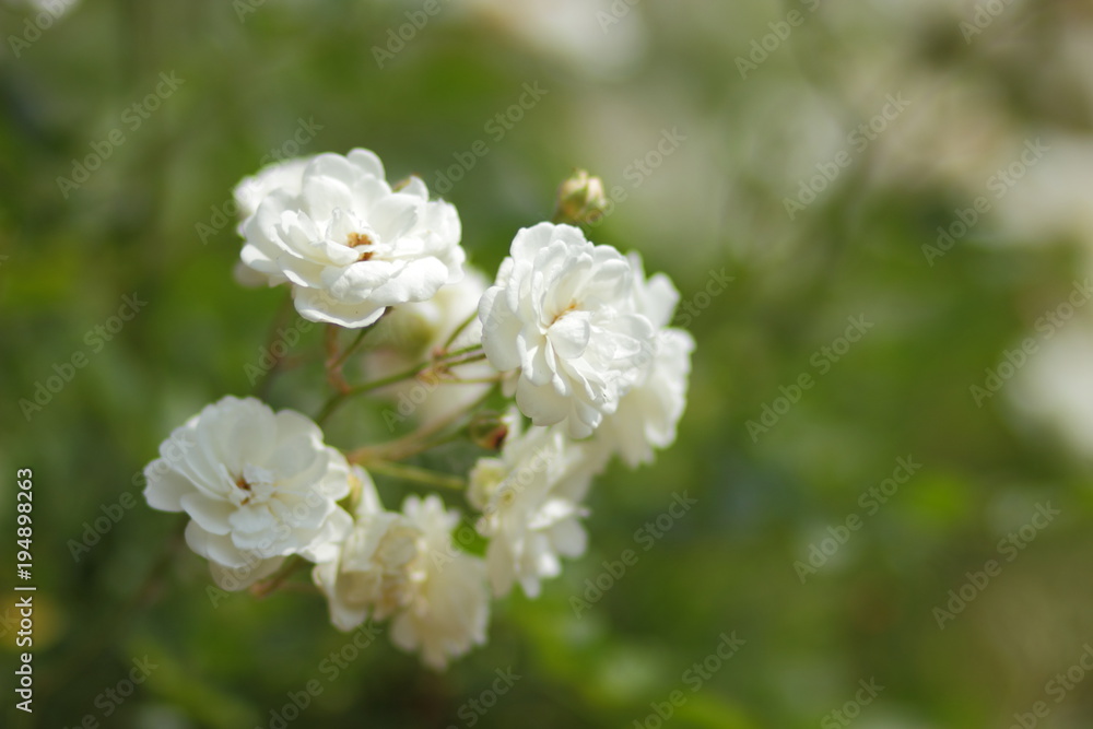 White flowers on March 8, spring flowers in the botanical garden, blank for a postcard on a holiday, a bouquet of flowers for a beloved woman, a flower pattern, beautiful flowers in the garden White flowers on March 8, spring flowers in the botanical garden, blank for a postcard on a holiday, a bouquet of flowers for a beloved woman, a flower pattern, beautiful flowers in the garden