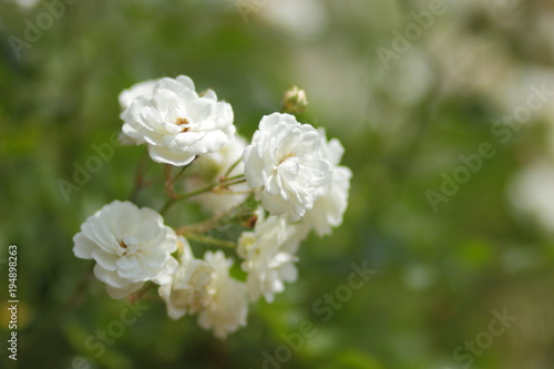 White flowers on March 8, spring flowers in the botanical garden, blank for a postcard on a holiday, a bouquet of flowers for a beloved woman, a flower pattern, beautiful flowers in the garden