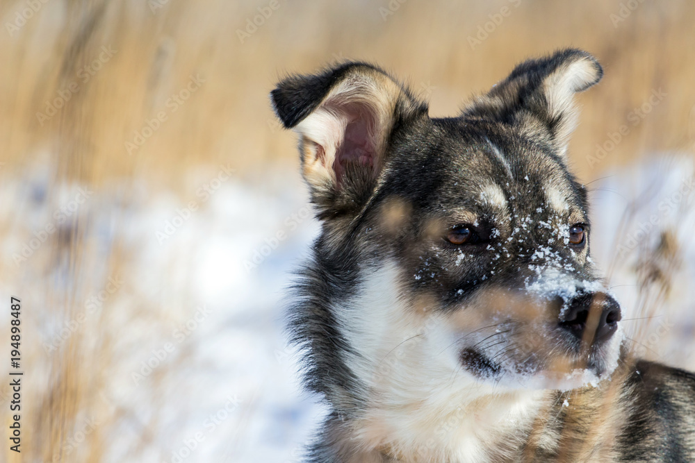 portrait of a young gray cute dog with snow on his nose