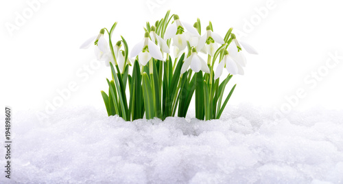 Wallpaper Mural Snowdrop and Snow. Torontodigital.ca