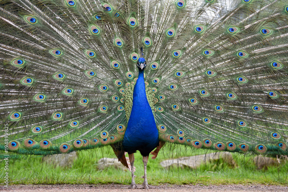 Obraz premium Proud male peacock, peafowl displaying extensive plumage, shimmering tail