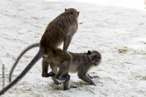 mating monkeys on a beach