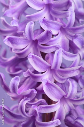 Hyacinth violet Dutch Hyacinth . Spring flowers. The perfume of blooming hyacinths is a symbol of early spring. Closeup.Texture.On clolored violet background.Copy space.violet flowers