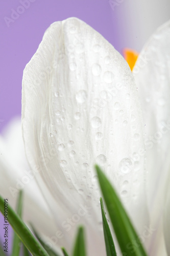 White crocus petals with dew .On viollet background.Beautiful first spring flowers crocuses bloom with water drops. Macro.Closeup. .Selective focus photo