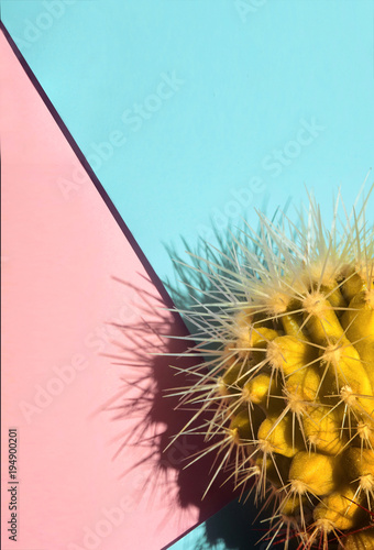 cactus.fahion yellow cactus on pastel pink and cyan background.Copy space.Visual art photo