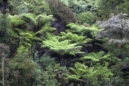 Tree Ferns and dense Forest on a hill in New Zealand