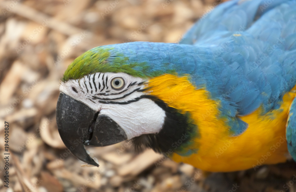 Fototapeta premium Blue and yellow Macaw portrait