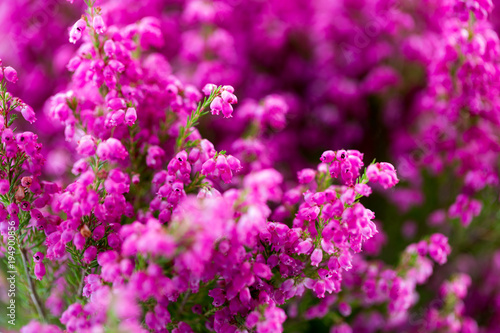 Plant erica gracilis.