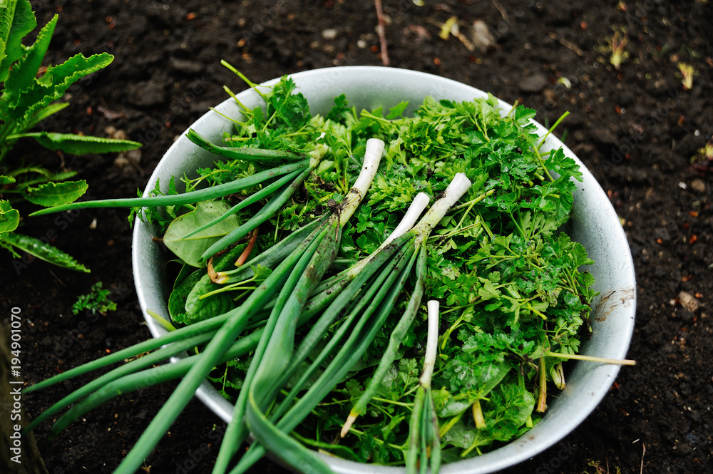 fresh herbs - parsley, celery, sorrel, green onions, coriander - in an aluminum bowl on the background of the garden fresh herbs - parsley, celery, sorrel, green onions, coriander - in an aluminum bowl on the background of the garden