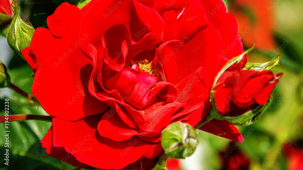 Bright red roses with buds against green bush. Beautiful scarlet roses in the summer garden. Background with many red summer flowers Bright red roses with buds against green bush. Beautiful scarlet roses in the summer garden. Background with many red summer flowers