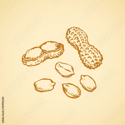 Peanut. Vector drawing