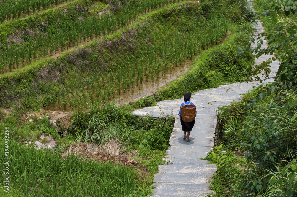 Dazhai, China - August 4 ,2012: A locar farmer carrying a basket at her back along a rice terraced field near the village of Dazhai in China, Asia