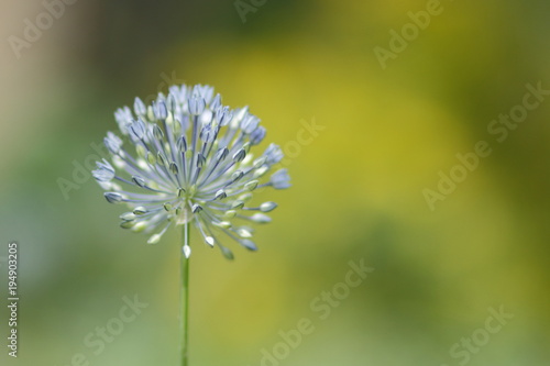 Blue flowers on March 8  spring flowers in the botanical garden  blank for a postcard on a holiday  a bouquet of flowers for a beloved woman  a floral pattern  beautiful blue wildflowers