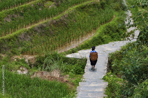 Dazhai, China - August 4 ,2012: A locar farmer carrying a basket at her back along a rice terraced field near the village of Dazhai in China, Asia © Tiago Fernandez