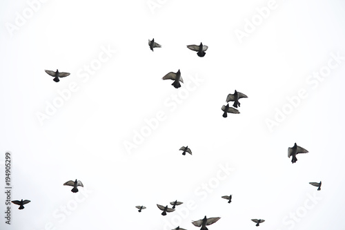 A flock of pigeons flies across the sky. Birds fly against the s