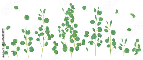 Eucalyptus silver dollar greenery, gum tree foliage natural leaves & branches designer art tropical elements set bundle hand drawn in watercolor style. Vector