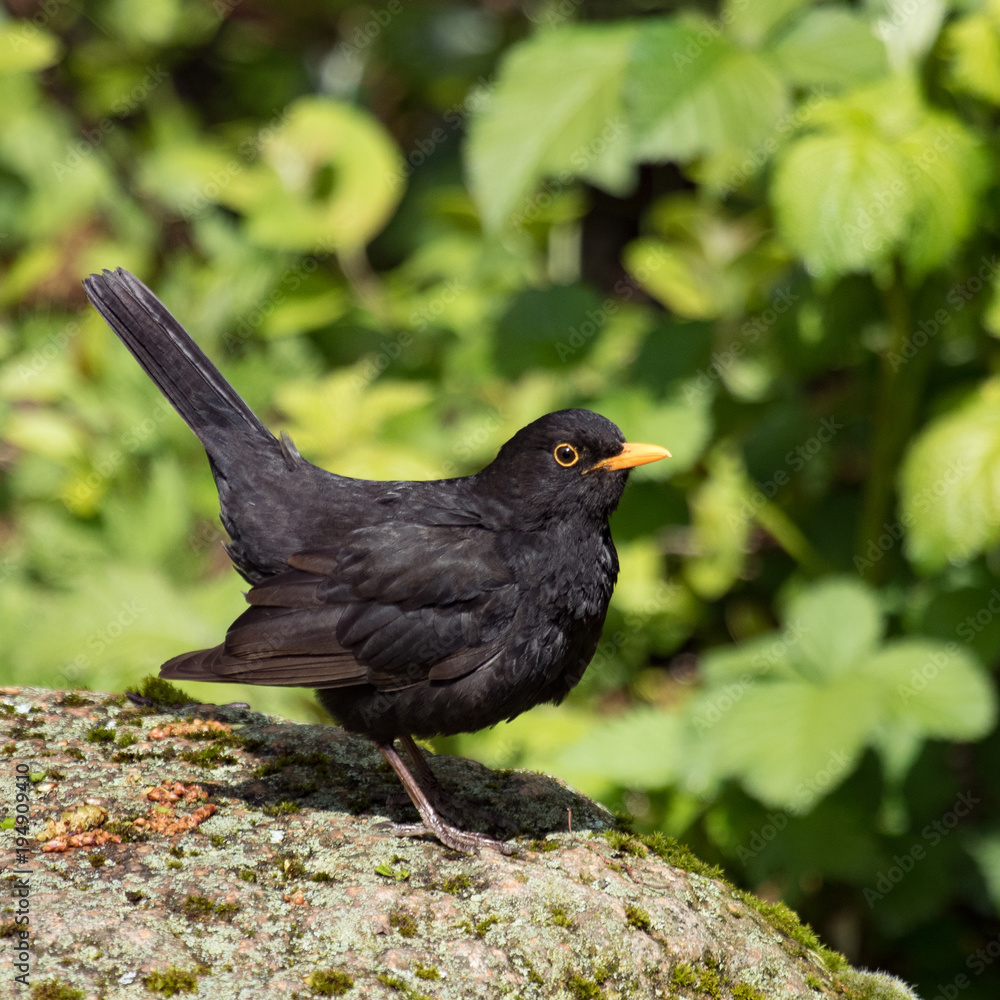 Amsel Amsel