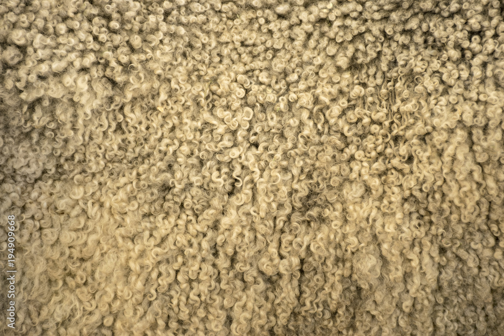 Fur Texture Fur Texture