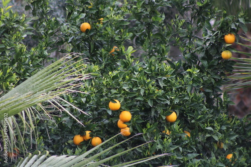orange, garden, tree