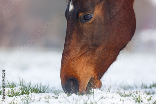 Fototapeta Naklejka Na Ścianę i Meble -  Pferd grast im Schnee