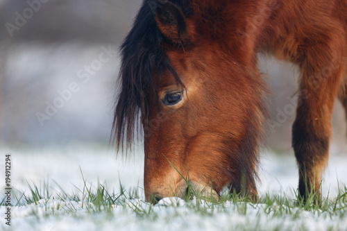Fototapeta Naklejka Na Ścianę i Meble -  Pony grast im Schnee
