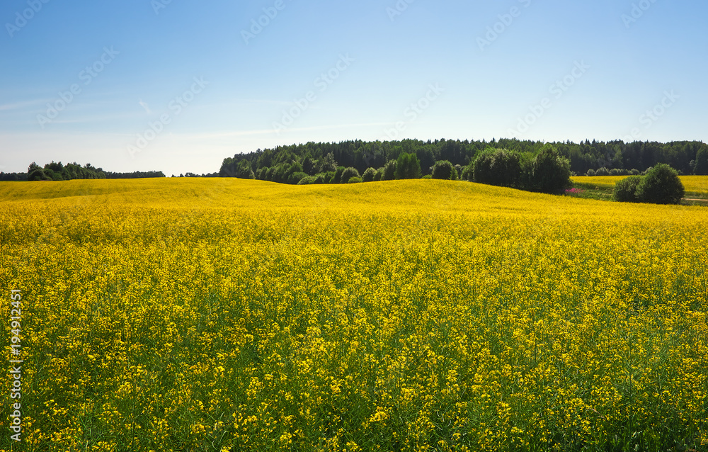 Beautiful landscape with field of yellow canola (Brassica napus L.) and blue sky