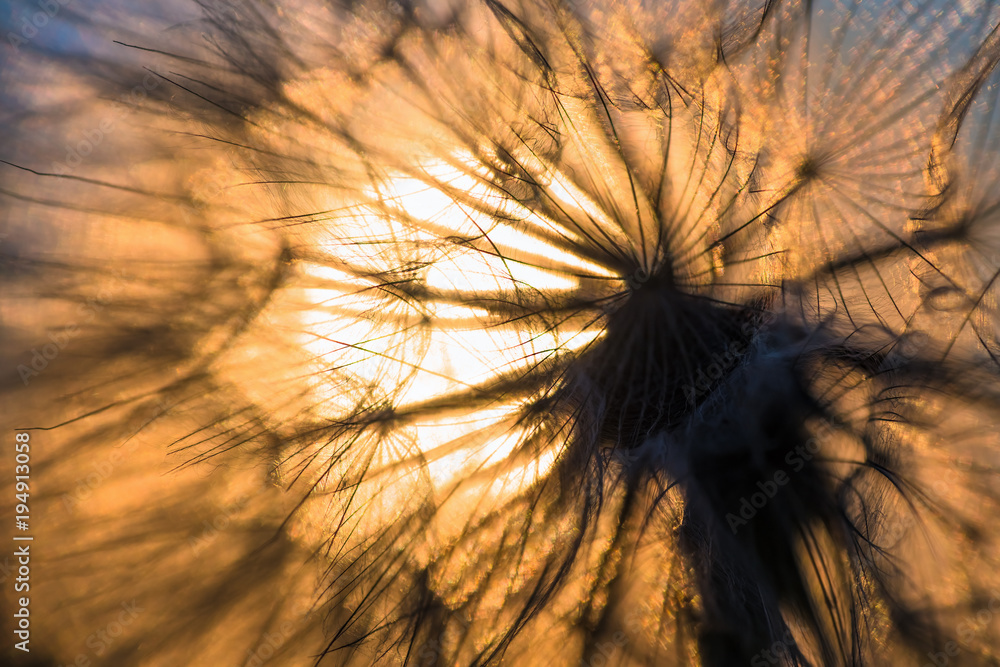 Obraz premium Dandelion zbliżenie przeciw słońcu i niebu podczas świtu