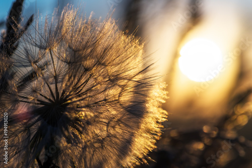 Fototapeta Naklejka Na Ścianę i Meble -  Dandelion closeup against sun and sky during the dawn