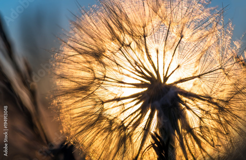 Fototapeta Naklejka Na Ścianę i Meble -  Dandelion closeup against sun and sky during the dawn
