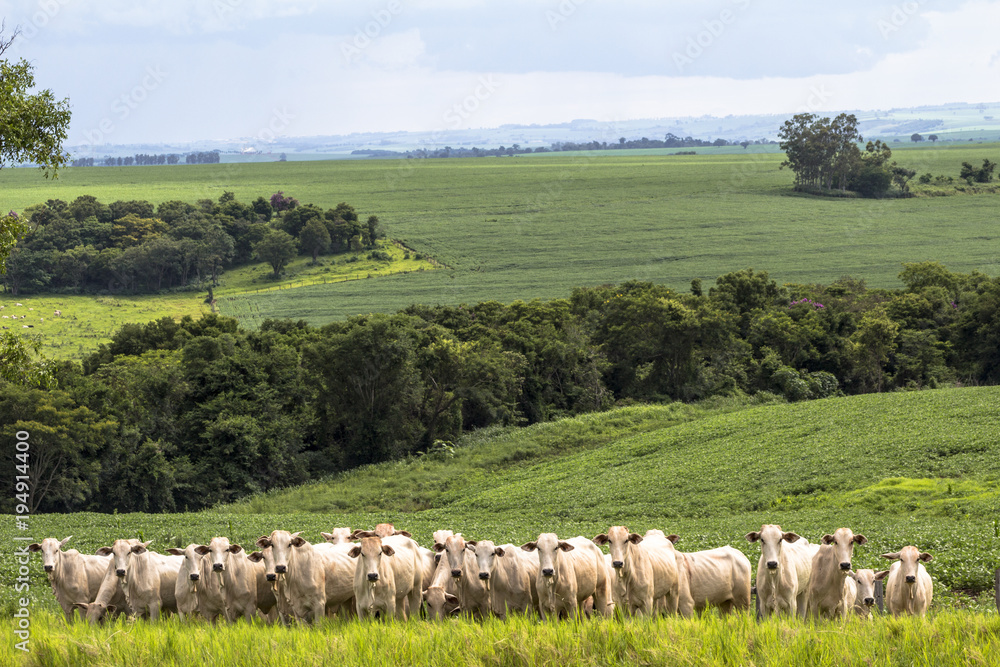 Fototapeta premium Herd of Nelore cattle grazing in a pasture