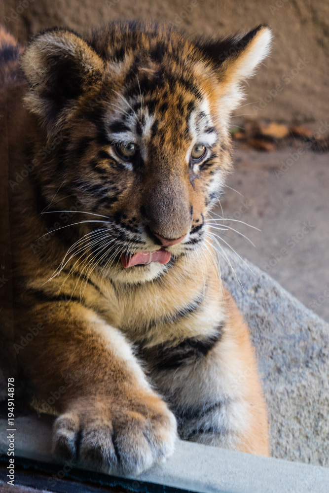 Fototapeta premium Tiger cub sticking out tongue